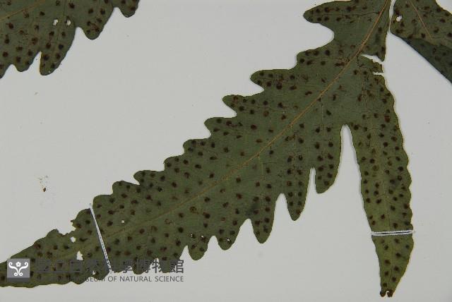 蛇脈三叉蕨藏品圖，第4張