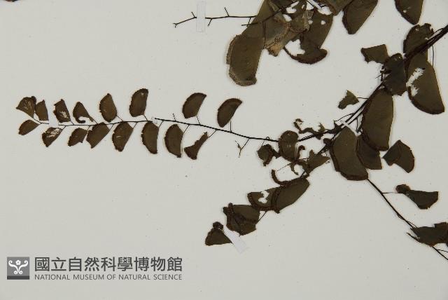 半月形鐵線蕨藏品圖，第4張