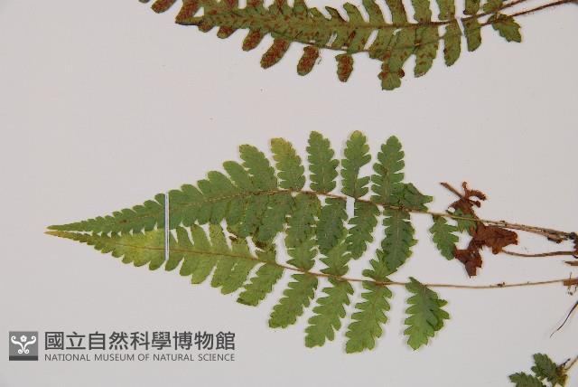 細裂蹄蓋蕨藏品圖，第4張