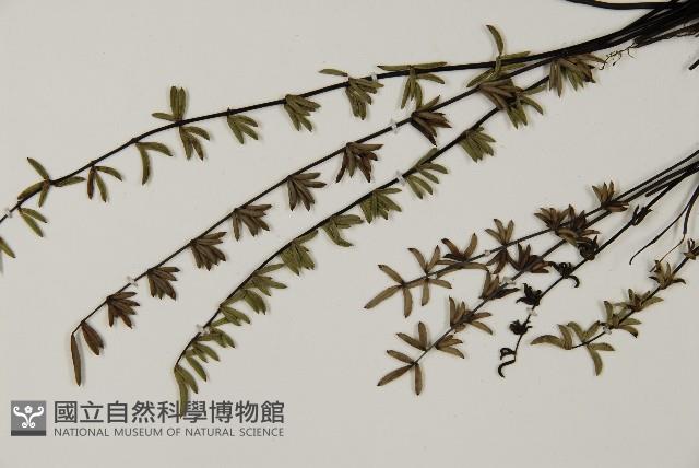 登錄號:P009746藏品圖，第4張