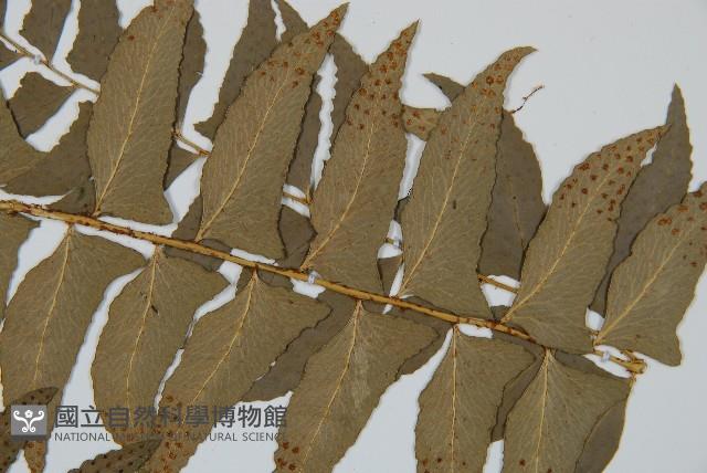 鐮羽貫眾藏品圖，第4張