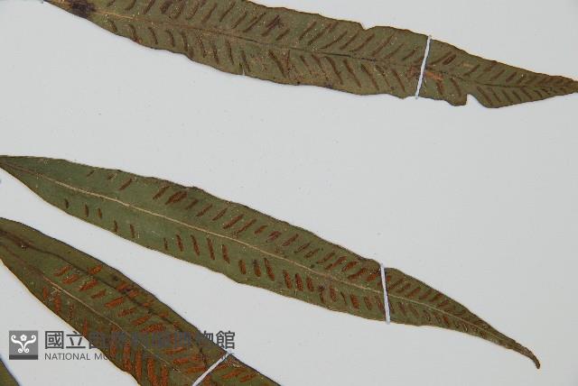 單葉雙蓋蕨藏品圖，第4張