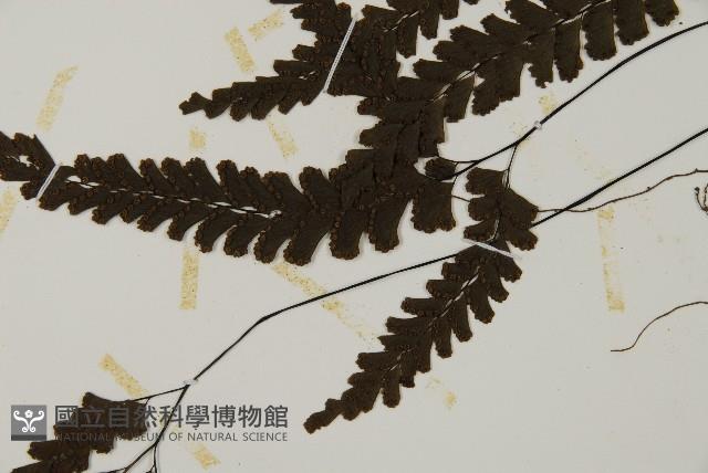 長尾鐵線蕨藏品圖，第7張