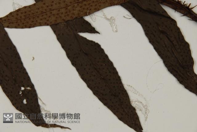 翅柄三叉蕨藏品圖，第4張