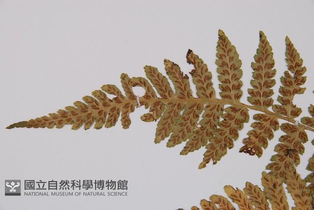 登錄號:P008246藏品圖，第4張