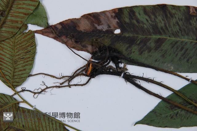 細柄雙蓋蕨藏品圖，第4張