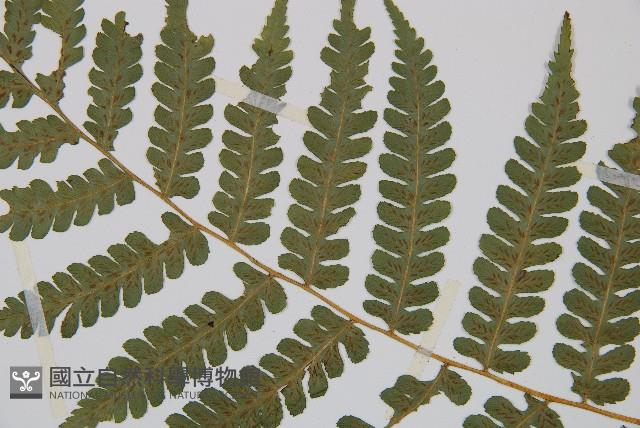 奄美雙蓋蕨藏品圖，第4張