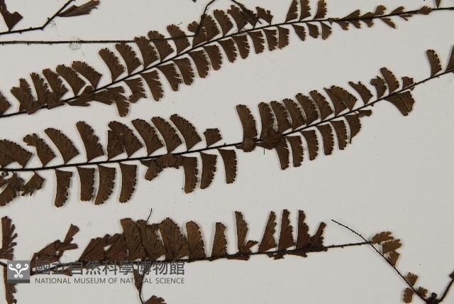 鞭葉鐵線蕨藏品圖，第4張