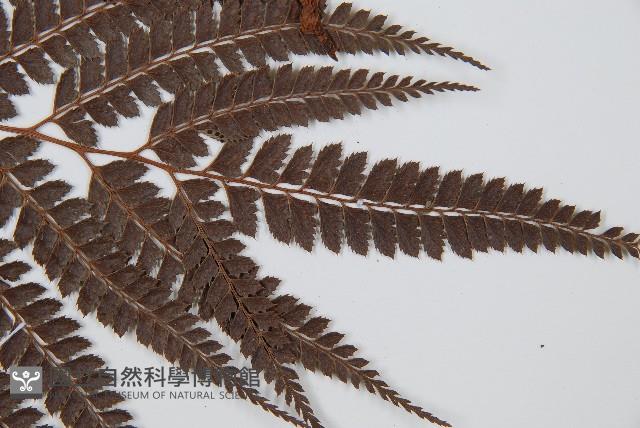 斜方複葉耳蕨藏品圖，第3張