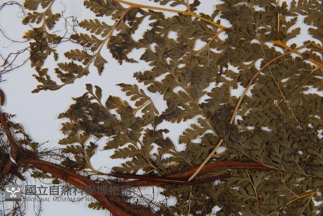 光葉碗蕨藏品圖，第4張