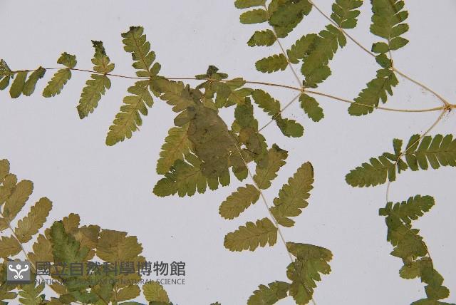 羽節蕨藏品圖，第4張