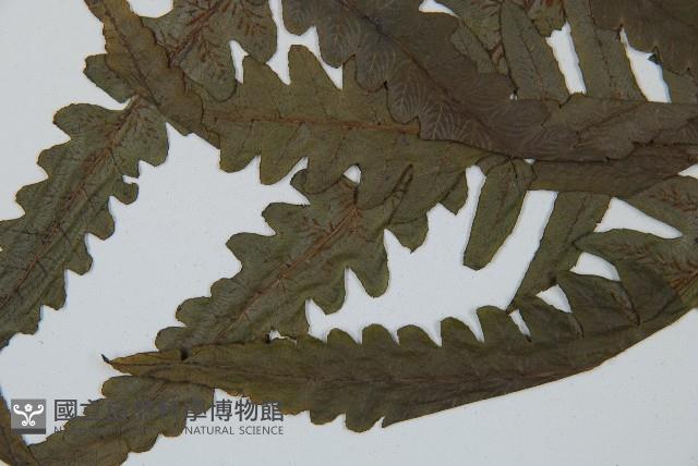 毛柄短腸蕨藏品圖，第4張