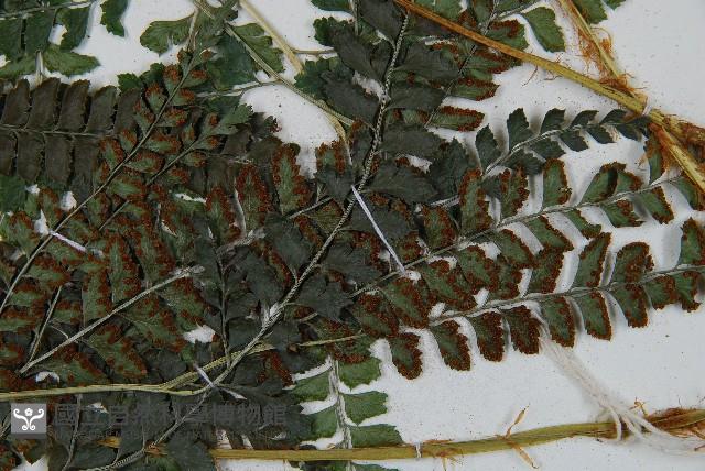 斜方複葉耳蕨藏品圖，第4張