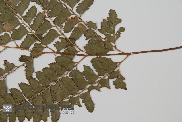 斜方複葉耳蕨藏品圖，第3張