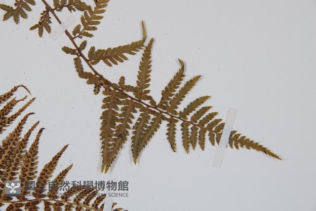 禾稈蹄蓋蕨藏品圖，第3張