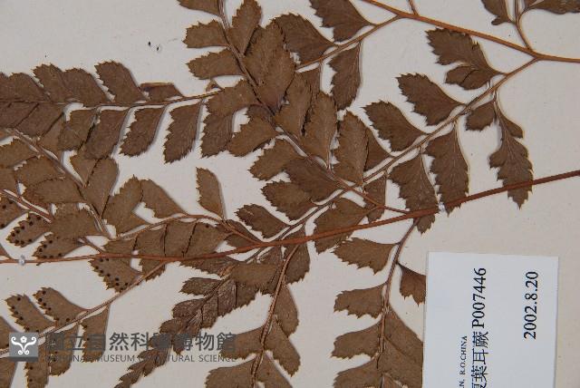 斜方複葉耳蕨藏品圖，第3張