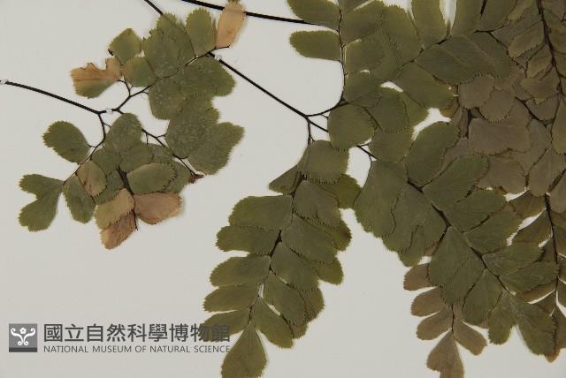 扇葉鐵線蕨藏品圖，第3張