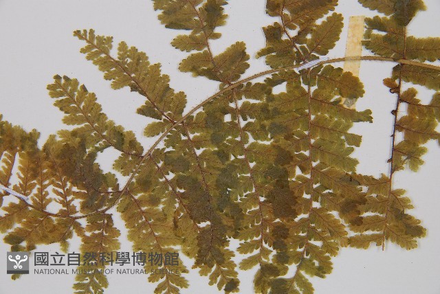 粗柄毛冷蕨藏品圖，第4張
