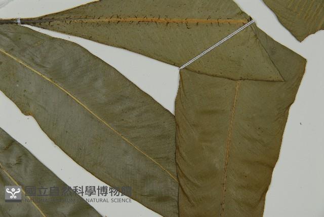 登錄號:P011846藏品圖，第4張