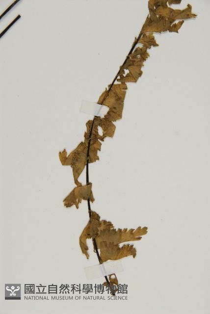 薄葉孔雀鐵角蕨、邊孢鐵角蕨藏品圖，第4張