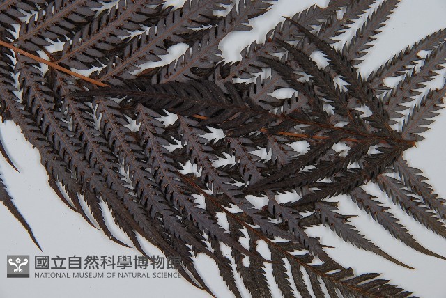 臺灣金狗毛蕨藏品圖，第3張