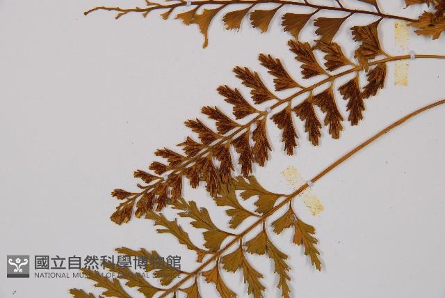 吉永鐵角蕨、斜葉鐵角蕨藏品圖，第4張