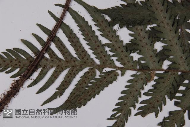 高士佛擬肋毛蕨藏品圖，第4張