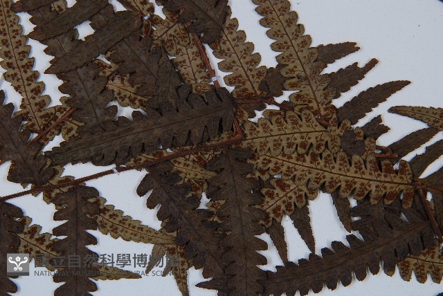 台灣黑桫欏藏品圖，第10張
