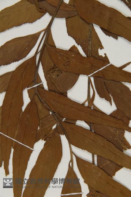 鐮葉鐵角蕨藏品圖，第4張