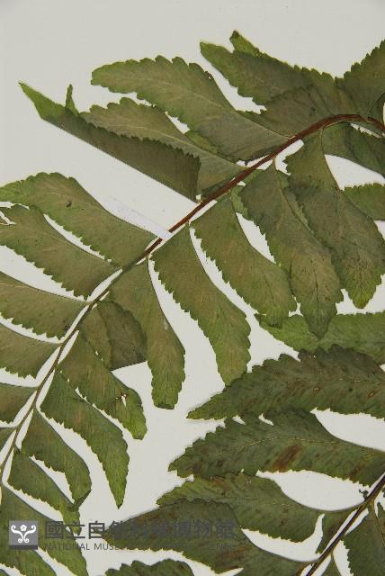 剪葉鐵角蕨藏品圖，第4張