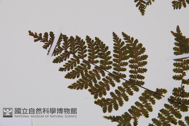 亮毛蕨藏品圖，第4張