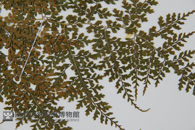 彎柄假複葉耳蕨藏品圖，第4張