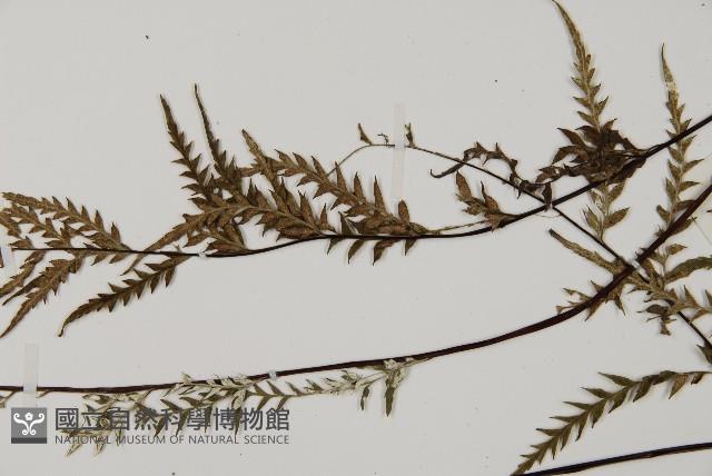 粉葉蕨藏品圖，第4張