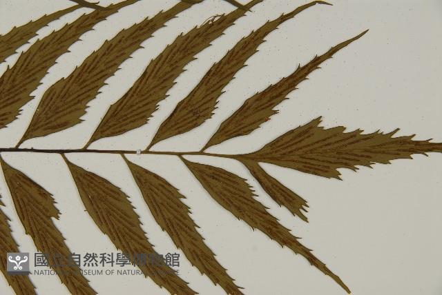 革葉鐵角蕨藏品圖，第3張
