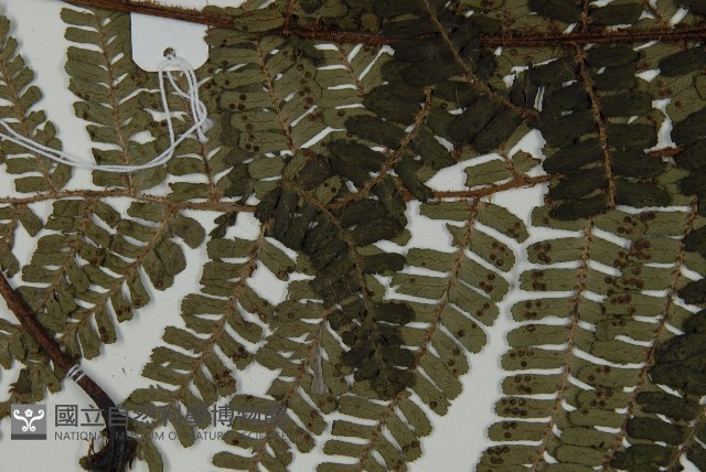 頂囊肋毛蕨藏品圖，第4張