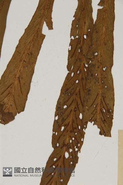 劍葉鐵角蕨、箭葉鐵角蕨藏品圖，第3張