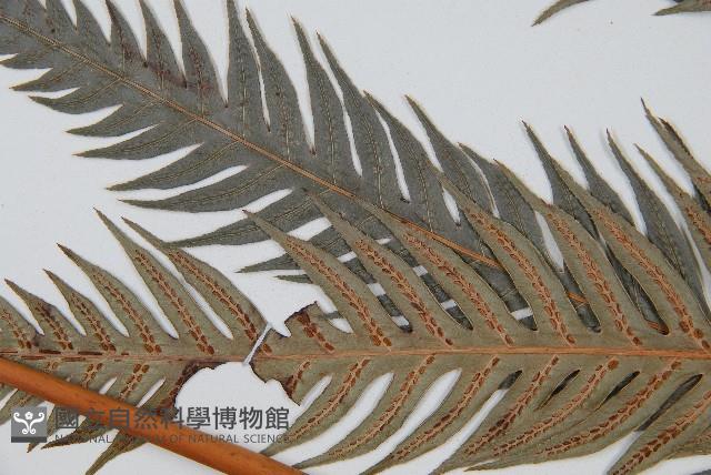 東方狗脊蕨藏品圖，第4張