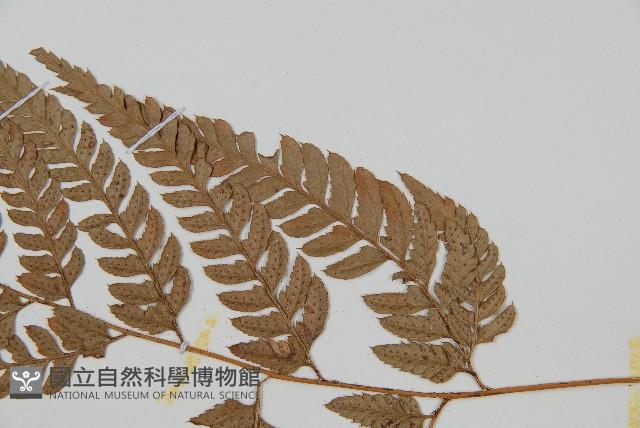 小葉複葉耳蕨藏品圖，第4張