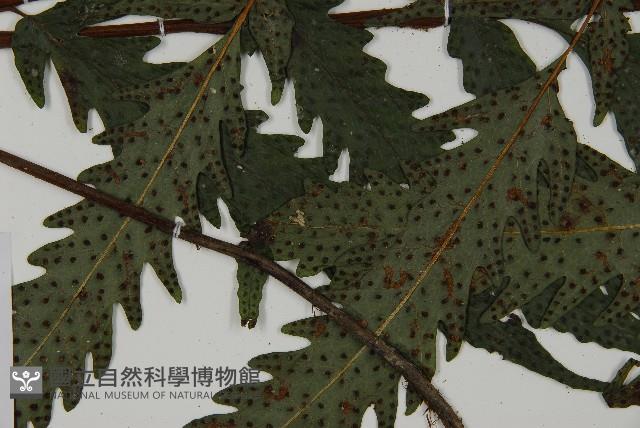 蛇脈三叉蕨藏品圖，第4張