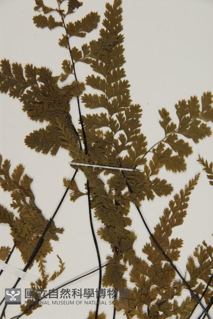 線裂鐵角蕨藏品圖，第4張