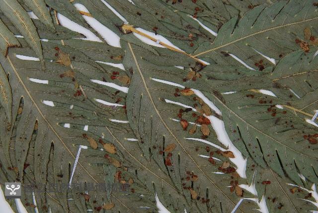 臺灣狗脊蕨藏品圖，第3張