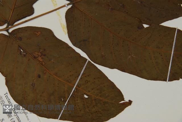 南投三叉蕨藏品圖，第4張