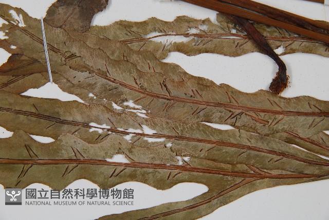 崇澍蕨藏品圖，第4張