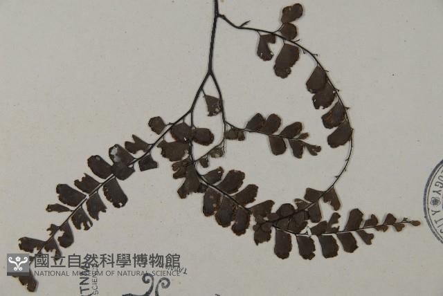 扇葉鐵線蕨藏品圖，第3張