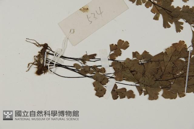 鐵線蕨藏品圖，第4張