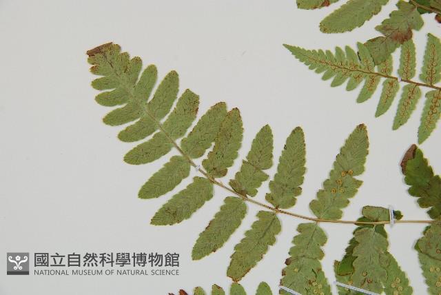 能高鱗毛蕨藏品圖，第4張