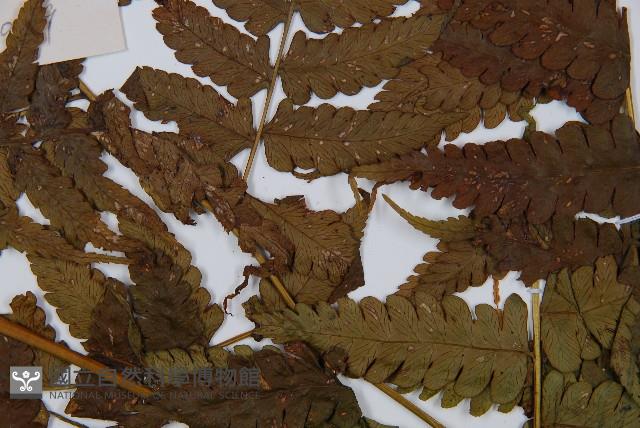 淡綠短腸蕨藏品圖，第3張