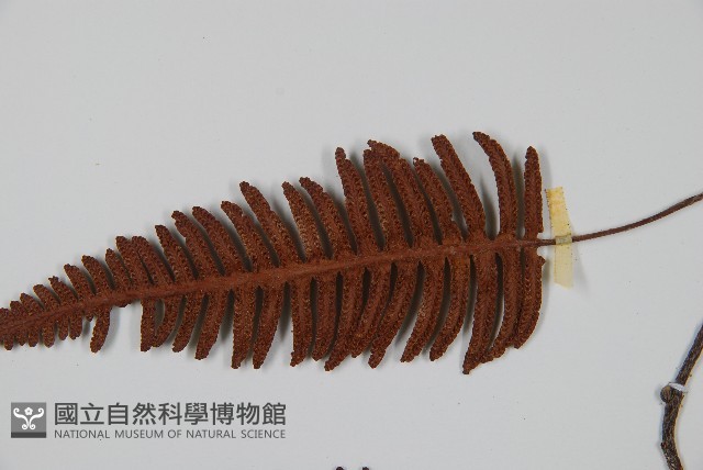 馬來陰石蕨藏品圖，第4張