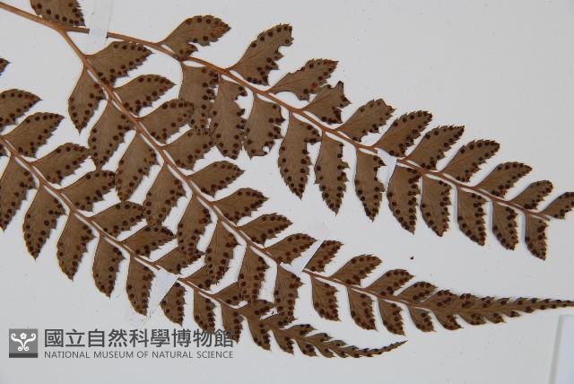 斜方複葉耳蕨藏品圖，第3張