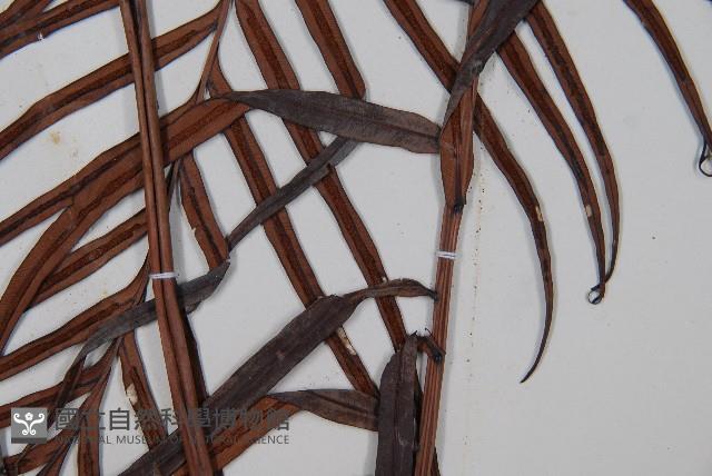 烏毛蕨藏品圖，第3張